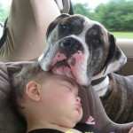 BFB Baby Dog Carseat