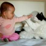 AR Baby Cat Hands touching,jpg