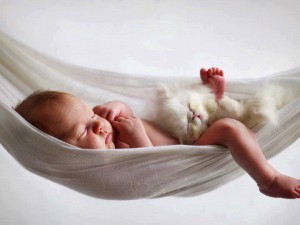 BFB Baby kitten hammock 2013