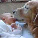 FB AR newborn floor with golden