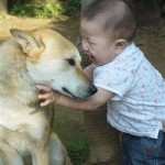 bfb animals asian paby dog