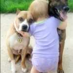toddler hugging dogs