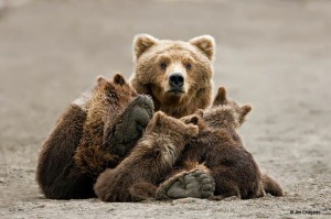 FB mama brown bear and cubs