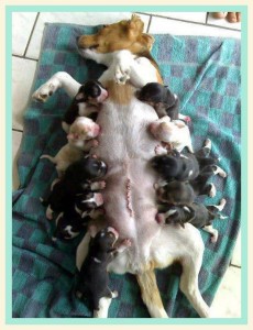 FBAR mama nursing lots of pups