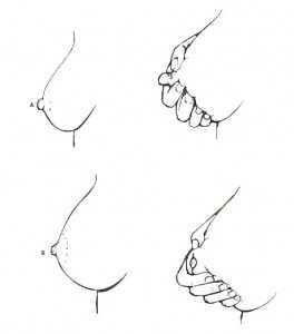 BFB Inverted nipple drawing