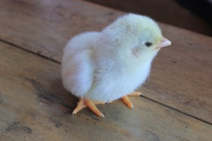 chick-946790_1920