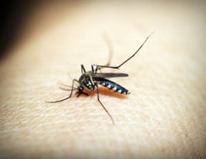 mosquito-1548947_1280